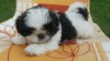 shih-tzu s PP 251264_t.jpg