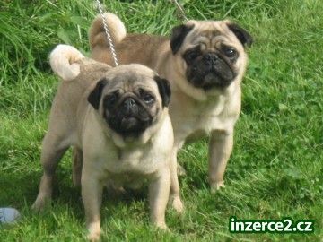 Mops s PP_2 251491_2.jpg