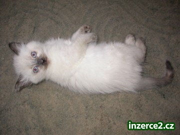 RAGDOLL KOŤÁTKA_2 251784_2.jpg