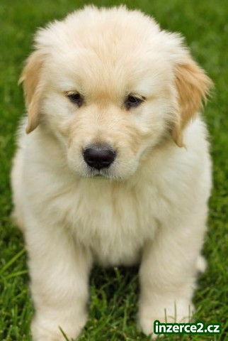 Zlatý retriever štěně pro přijetí_1 251813_1.jpg