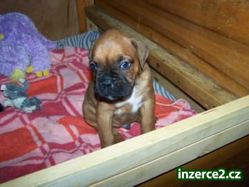Štěňata německého boxera_2 252487_2.jpg