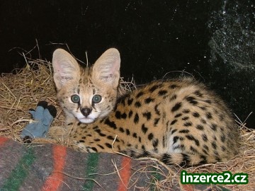 Exotické serval karakal, Savannah a Ocelot koťata na prodej_1 252660_1.jpg