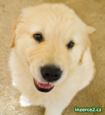 Zlatý retriever štěně pro přijetí_2 252847_2.jpg