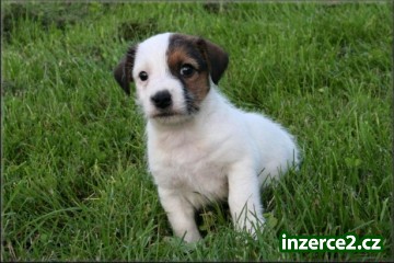 Jack russell terier s PP_1 252863_1.jpg