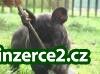 Francouzský buldoček s pP_1 253097_1.jpg