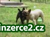 Francouzský buldoček s pP_2 253097_2.jpg