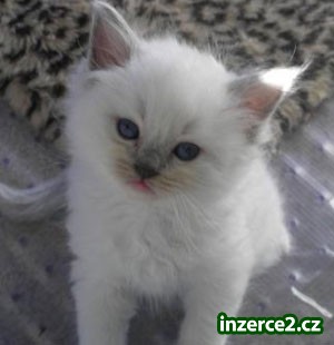 Koťata Ragdoll_2 253384_2.jpg