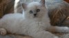 Koťata Ragdoll 253384_t.jpg