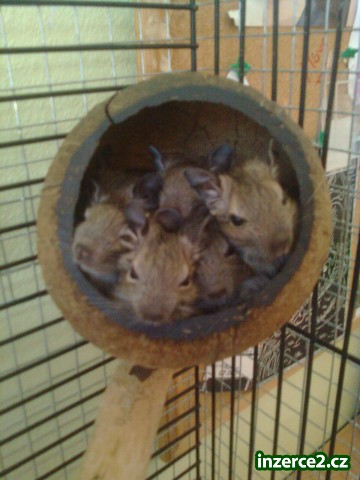 Osmák degu_1 253396_1.jpg