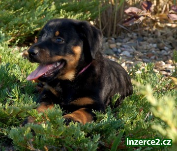 Beauceron štěňata_1 253544_1.jpg
