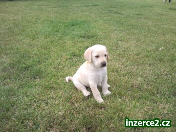 prodám štěně- fenku labradora_1 253902_1.jpg