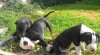 Prodám štěňátka Amerického Pitbullteriéra 253996_t.jpg
