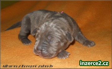 Bandog s PP_1 254507_1.jpg
