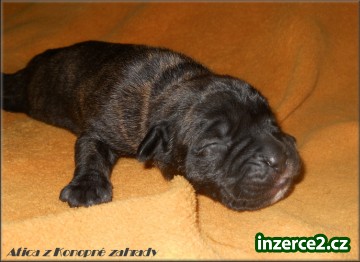 Bandog s PP_2 254507_2.jpg