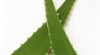 Detoxikace organismu 254530_t.jpg