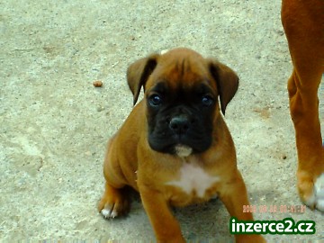 Německy boxer_1 255115_1.jpg