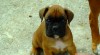 Německy boxer 255115_t.jpg
