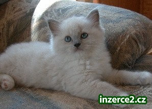 Koťátka Ragdoll_1 255137_1.jpg