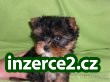 Jork terier MINI_1 255327_1.jpg