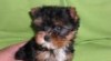 Jork terier MINI 255327_t.jpg
