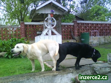 labradorský retriever_1 256775_1.jpg
