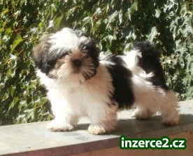 shih-tzu s PP_1 256835_1.jpg