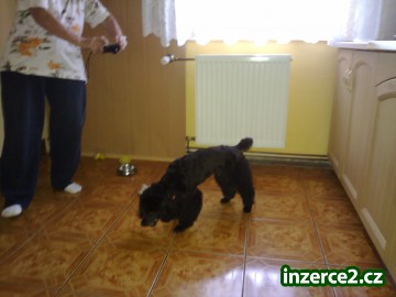 Trpasličí Pudl_2 256889_2.jpg