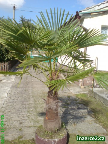 palma_1 256896_1.jpg