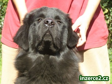 Tibetská doga s PP_1 257006_1.jpg