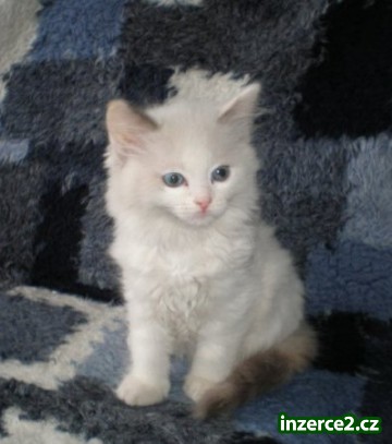 koťátka Ragdoll s PP_1 257007_1.jpg