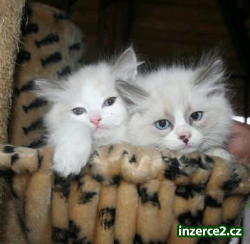 koťátka Ragdoll s PP_2 257007_2.jpg