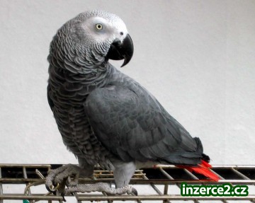 Žena africký šedý papoušek pro přijetí_1 257401_1.jpg