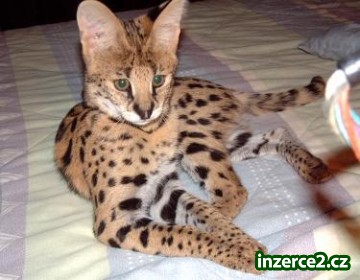 Exotické africké serval, karakal, Savannah, gepard a kočky ocelot_1 257403_1.jpg