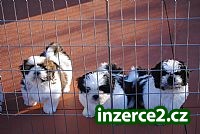 3 krásná a roztomilá štěňátka shih-tzu_1 257505_1.jpg