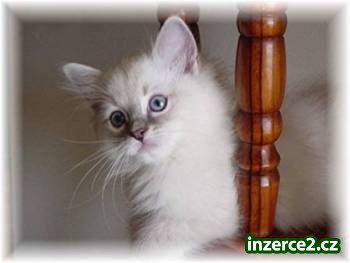 Koťata ragdoll_1 257802_1.jpg
