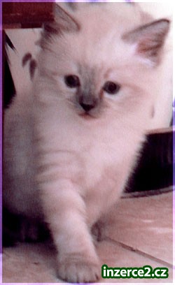Koťata ragdoll_2 257802_2.jpg
