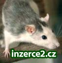 prodám krásná potkaní mládátka_1 257850_1.jpg