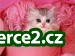 Práce na PC z domu_1 258263_1.jpg
