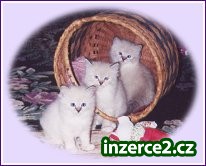 Ragdoll_1 258450_1.jpg
