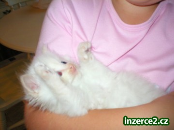 Ragdoll_2 258450_2.jpg