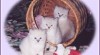 Ragdoll 258450_t.jpg