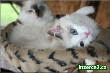 koťátka Ragdoll s PP_1 259041_1.jpg