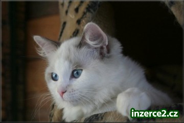 koťátka Ragdoll s PP_2 259041_2.jpg