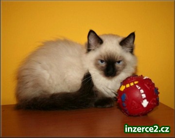 koťátka Ragdoll s PP_2 259233_2.jpg