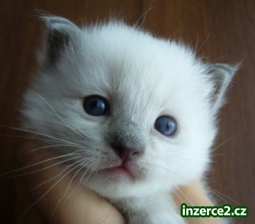 ragdoll s pp_2 259426_2.jpg