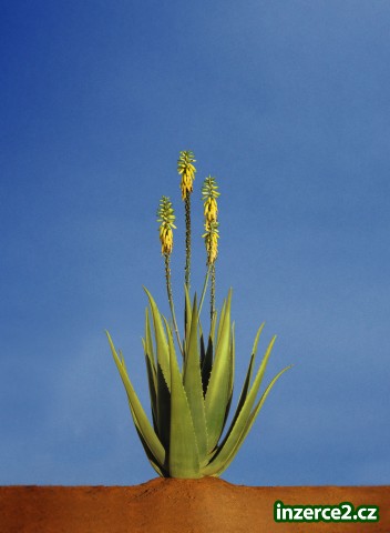 výrobky Z Aloe_1 260123_1.jpg
