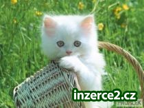 Hledáte stále svou šanci?_1 260344_1.jpg