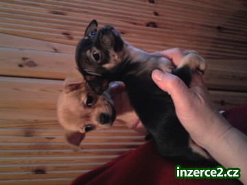 MINI čivavy_2 261205_2.jpg