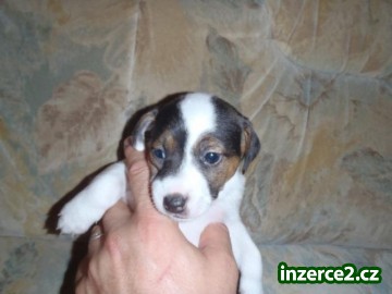 Poslední štěňátka Jack Russela_1 261227_1.jpg