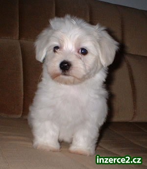 Cute maltské štěňata zdarma Ado_1 261511_1.jpg